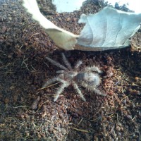 Grammostola pulchripes