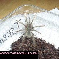 theraphosa