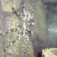 poecilotheria regalis