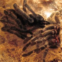 G. rosea molting