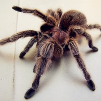 Grammostola porteri