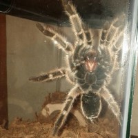 Tarantulas