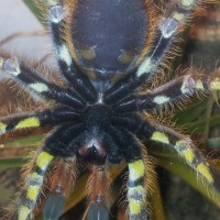 Poecilotheria  Ornata