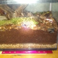 Millipede Enclosure