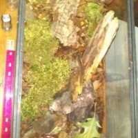 Millipede Enclosure