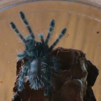 Avicularia Versicolor