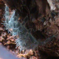 Avicularia Versicolor