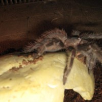 Lasiodora Parahybana