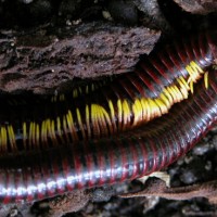 Trigoniulus macropygus mating