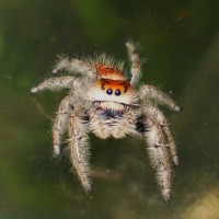 Phidippus regius