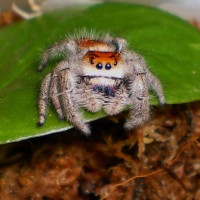 Phidippus regius