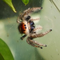 Phidippus regius