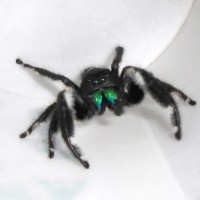 Male regal jumping spider