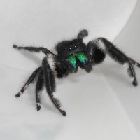 Male regal jumping spider