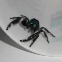 Male regal jumping spider