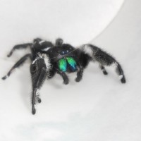 Male regal jumping spider