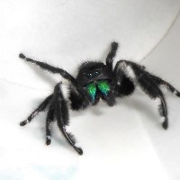 Phidippus regius - male