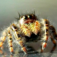 Jumping Spider