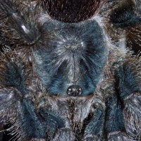 Avicularia sp. (suspected metallica)