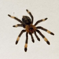 Psalmopoeus irminia