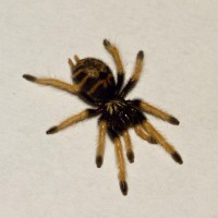 Chromatopelma cyaneopubescens