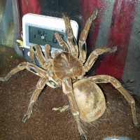 Theraphosa Stirmi