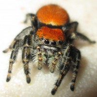 Phidippus Apacheanus