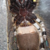 P. Regalis