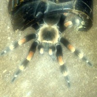 My female Brachypelma Annitha