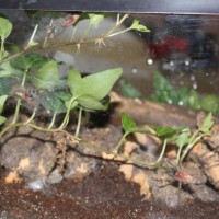 H. incei