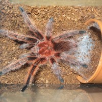 G.rosea RCF