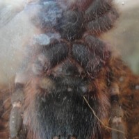 A. geniculata