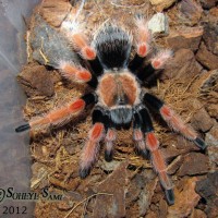 my fire leg tarantula