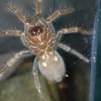 Brachypelma boehmei