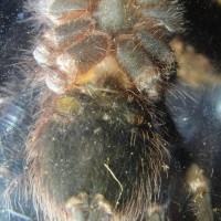 A. geniculata