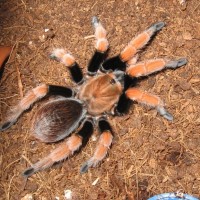 Aphonopelma Bicoloratum Sub-Adult Male