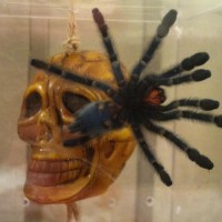 A. Versicolor aka Webster