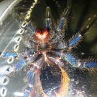 Chromatopelma cyaneopubescens