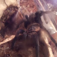 Haplopelma lividum