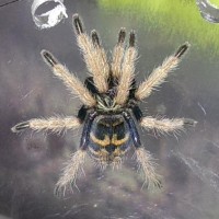 chromatopelma cyaneopubescens sling 592795