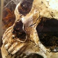 OBT Skull pterinochulis murinus