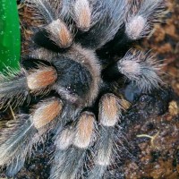 brachypelma smithi