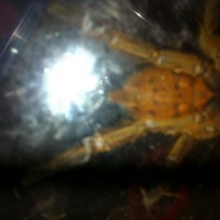 Obt sexing