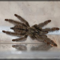 Psalmopoeus cambridgei 0,1