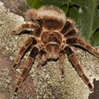 I need this tarantula  identified. Can you please help?