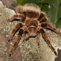 Larger view of last tarantula