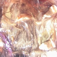 Please help me sex my Avicularia versicolor spermathecae