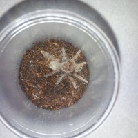 New Arrival Pelinobius muticus Sling