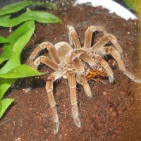 T. Stirmi