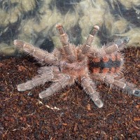 Avicularia minatrix (adult female)